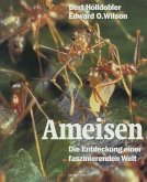Ameisen Ameisen