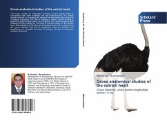 Gross anatomical studies of the ostrich heart - Abumandour, Mohamed