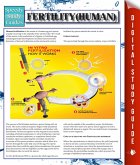 Fertility (Human) (eBook, ePUB)
