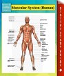 Muscular System (Human) Speedy Study... - Bild 1