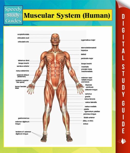 Muscular System (Human) Speedy Study Guides (eBook, ePUB) Muscular System (Human) Speedy Study Guides (eBook, ePUB)