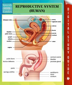 Cover Reproductive System (Human) Speedy Study Guides (eBook, ePUB)