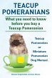 Teacup Pomeranians. Miniature... - Bild 1