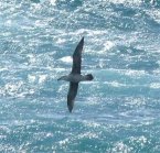 Viaggi di un giovane albatros (eBook, ePUB)