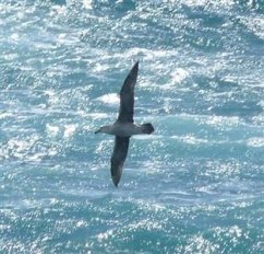 Viaggi di un giovane albatros (eBook, ePUB) - Nasto, Vincenzo