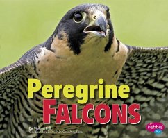 Peregrine Falcons - Hill, Melissa
