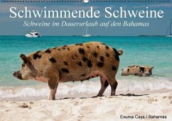 Schwimmende Schweine / Geburtstagskalender (Wandkalender immerwährend DIN A2 quer) - Stanzer, Elisabeth