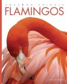 Amazing Animals Flamingos