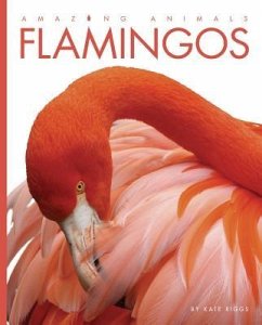 Amazing Animals Flamingos - Riggs, Kate