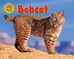 Bobcat