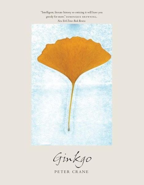 Ginkgo Ginkgo