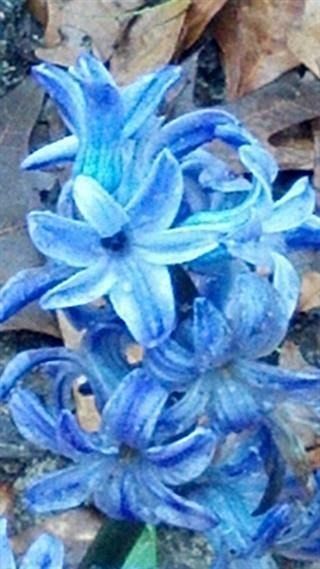 Little Flower's Birthday (eBook, ePUB) Little Flower's Birthday (eBook, ePUB)