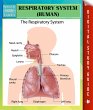 Respiratory System (Human) Speedy Study... - Bild 1