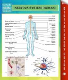 Nervous System (Human) Speedy Study Guides (eBook, ePUB)