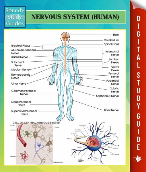 Nervous System (Human) Speedy Study Guides (eBook, ePUB) Nervous System (Human) Speedy Study Guides (eBook, ePUB)