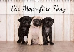 Ein Mops fürs Herz (Wandkalender immerwährend DIN A3 quer) - Noack, Nicole