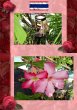 Thai Blumen und Pfanzen Photobuch von... - Bild 1