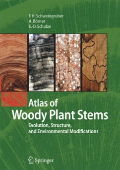 Atlas of Woody Plant Stems - Schweingruber, Fritz Hans;Börner, Annett;Schulze, Ernst-Detlef