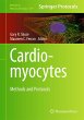 Cardiomyocytes - Bild 1