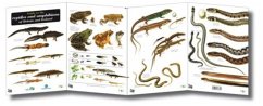 Cover Guide to the Reptiles and Amphibians of Britain and Ireland
