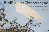 BIRDLIFE AT CHINCOTEAGUE & THE