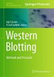 Western Blotting - Bild 1