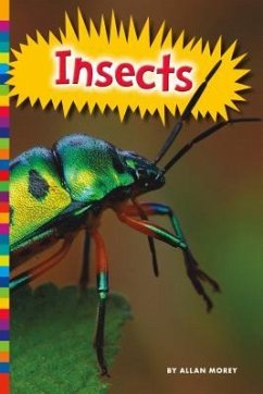 Insects - Morey, Allan