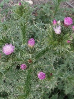 Cover Jerry (eBook, ePUB)