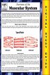 Muscular System ( Blokehead Easy Study... - Bild 1