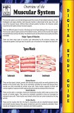 Muscular System ( Blokehead Easy Study Guide) (eBook, ePUB)