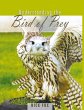 Understanding the Bird of Prey - Bild 1