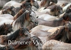 Cover Dülmener Wildpferde - Gefährdete Nutztierrasse (Wandkalender immerwährend DIN A2 quer)