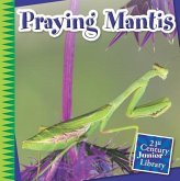 Praying Mantis