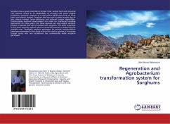 Regeneration and Agrobacterium transformation system for Sorghums