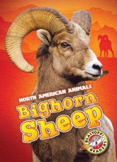 Bighorn Sheep - Borgert-Spaniol, Megan