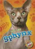 Sphynx