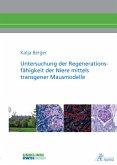 Untersuchung der Regenerationsfähigkeit der Niere mittels transgener Mausmodelle