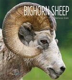 Bighorn Sheep