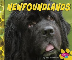 Newfoundlands - Morey, Allan