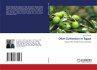 Olive Cultivation in Egypt - Bild 1