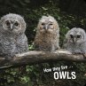 How they live... Owls (eBook, ePUB) - Bild 1
