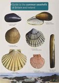 Guide to the Common Seashells of Britain and Ireland Guide to the Common Seashells of Britain and Ireland