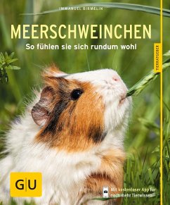 Meerschweinchen 