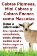 Cabras Pigmeas, Mini Cabras y Cabras... - Bild 1
