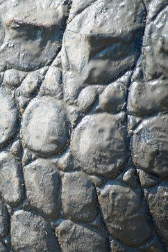 Alive! crocodile skin - Natural and muddy - Photo art notebooks (6 x 9 series) - Jansson, Eva-Lotta