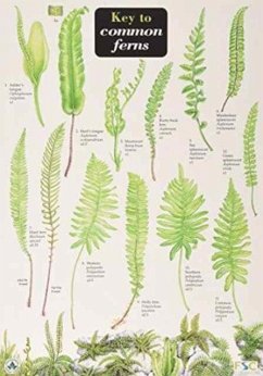 Cover Key to Common Ferns