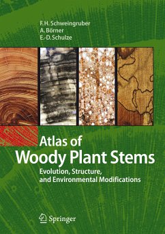 Atlas of Woody Plant Stems (eBook, PDF) - Schweingruber, Fritz Hans; Börner, Annett; Schulze, Ernst-Detlef