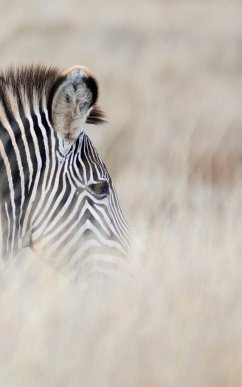 Alive! zebra stripes - Natural - Photo Art Notebooks (5 x 8 series) - Jansson, Eva-Lotta