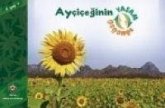 Ayciceginin Yasam Döngüsü