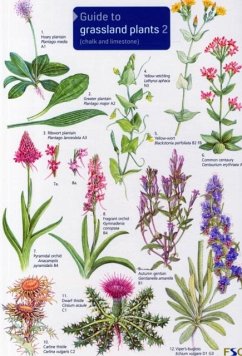 Guide to Grassland Plants 2 - Bebbington, Anne Guide to Grassland Plants 2 - Bebbington, Anne